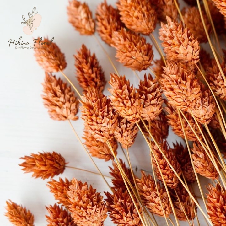 Hoa Phalaris Hà Lan Khô Decor Trang Trí Nhà, Bàn Làm Việc