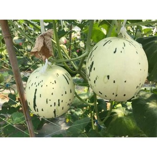 Hạt Giống Dưa Cẩm Ngọc F1