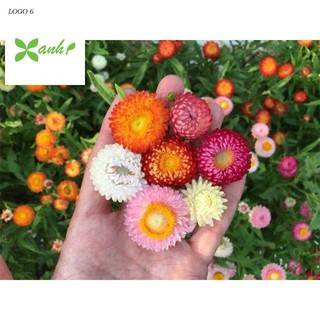 Hạt Giống Hoa Cúc Bất Tử Mix Nhiều Màu (50 Hạt)