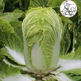 Hạt cải thảo f1 goki 70 - gói 1 gram