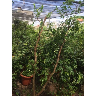 cây giống Hồng táo đang trái