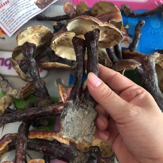 Nấm Lim Xanh Điện Biên