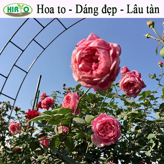 Dịch Trùn Quế HIRYO thủy phân cao cấp - Dành cho Hoa, Hoa Lan, Hoa Hồng...