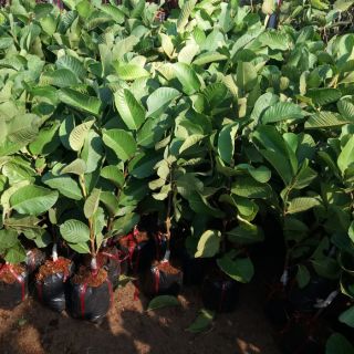 Cây ổi rubi ruột hồng ,không hạt f1