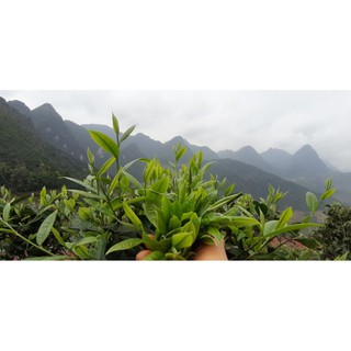 Hồng Trà cổ thụ