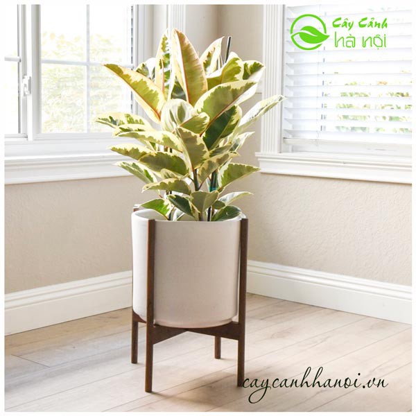 Cây đa cẩm thạch - Cây cảnh để bàn - caykiengsadec