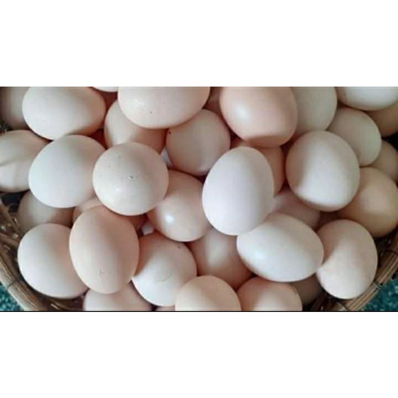 10 trứng gà to