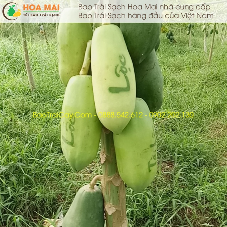 Túi bao in chữ thư pháp - Đu đủ
