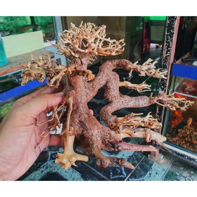 CÂY BONSAI CÓ TÁN TRANG TRÍ HỒ CÁ THỦY SINH NON BỘ 20x10x10cm