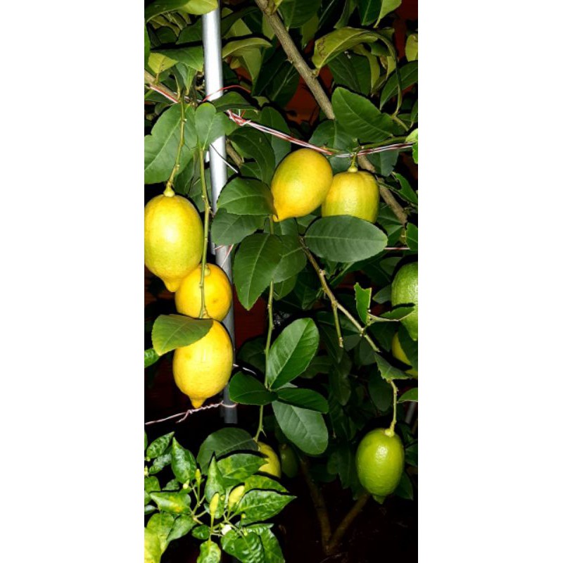 Cây giống chanh vàng Mỹ