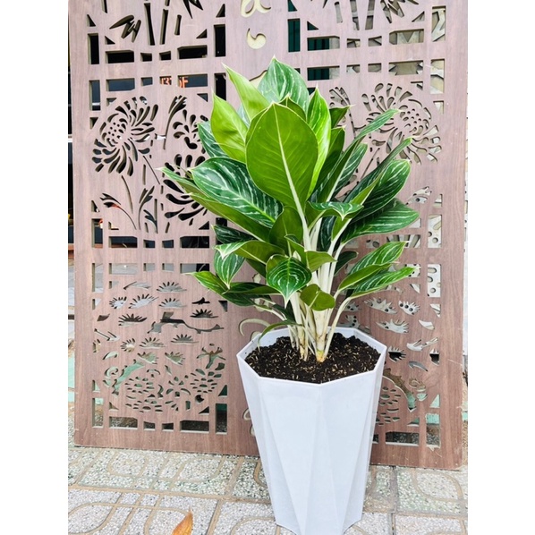 Cây Bạch Mã Hoàng Tử trồng chậu trắng đẹp như hình