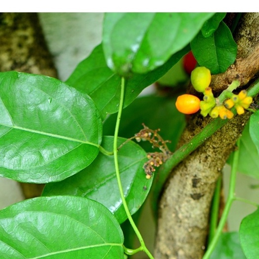 3 hạt lá móc mật 👉 ☘️ dễ nảy mầm 🌱 lên nhanh, nhiều lá