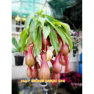 Hạt Giống Cây Nắp Ấm (Hạt Giống Ngọc Chi) - 10 Hạt