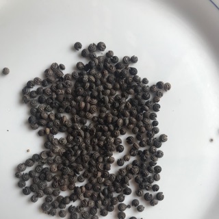 500H-Hạt giống sương sâm lông