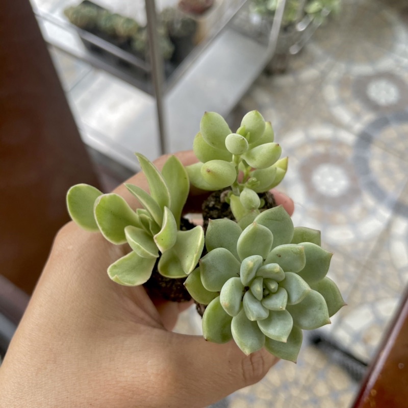 Sen Đá Mini Theo Màu