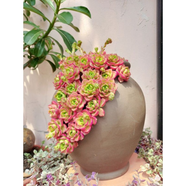 Chậu đất nung - chậu chum cao xẻ  miệng 14, cao 20cm