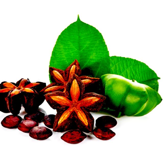 20 hạt giống sachi