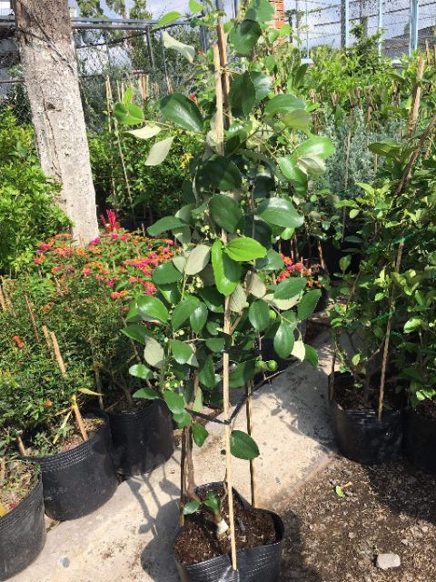 Cây Táo Thái đang trái