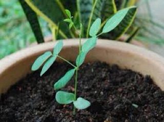 Cây giống đậu biếc