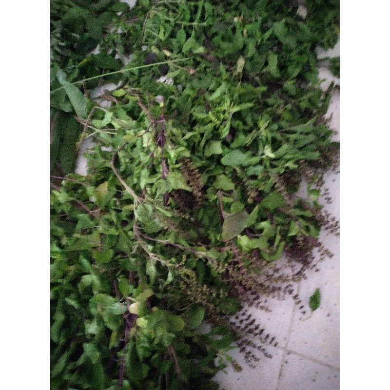 Hương nhu tươi_khô lá é