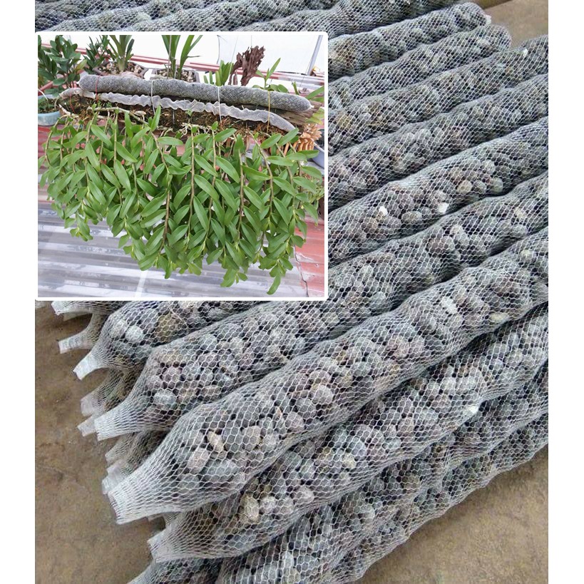 Phân dê bón cho phong lan dài 10cm