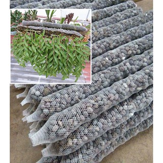 Phân dê bón cho phong lan dài 10cm