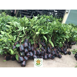 Cây Roi Đỏ Thái Lan - ĐHNN1