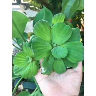 Bèo cái thủy sinh, bèo tai tượng