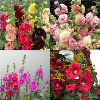 Combo 2 gói hạt giống hoa mãng đình hồng đơn và kép mix ( 1 gói đơn + 1 gói kép )