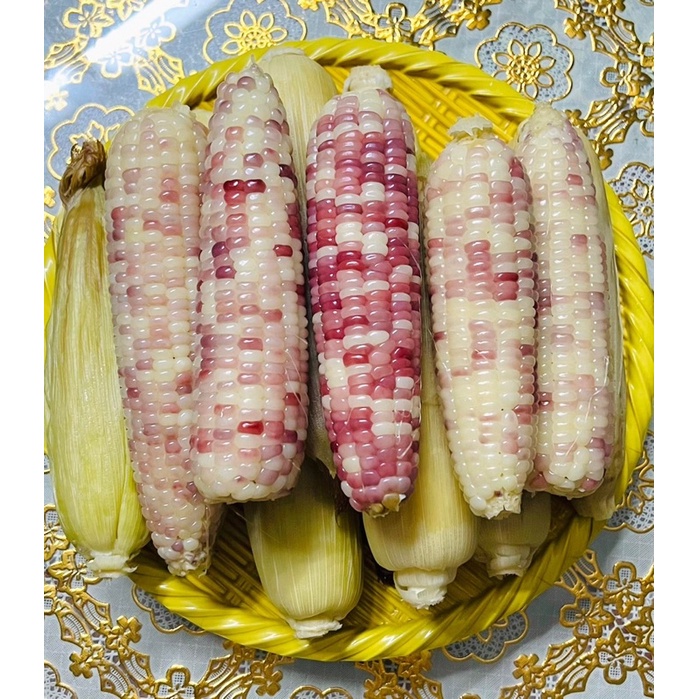 Hạt giống bắp nếp lai F1 Nếp Thái Hồng_50gr