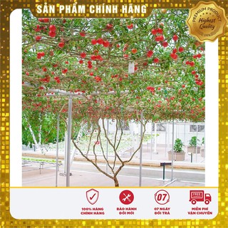 Hạt Giống Cà Chua Leo Giàn (4 hạt)