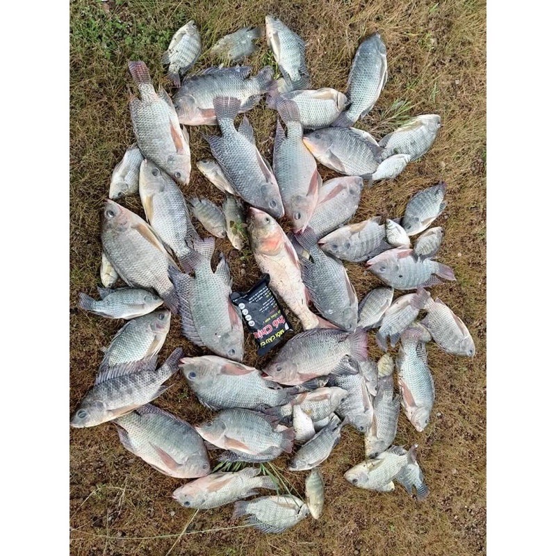 mồi câu cá khó chịu 250gram