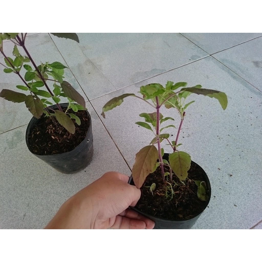 Cây Hương Nhu - cây cảnh trong nhà