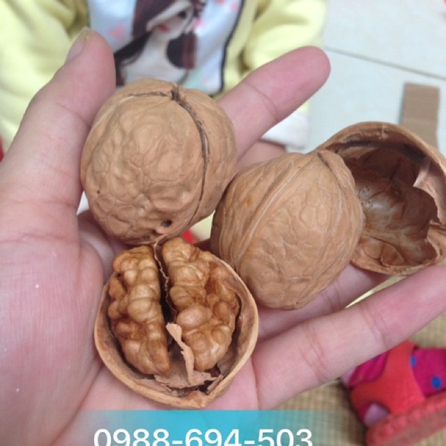 Set 3kg óc chó quả to, nhân mẩy ăn liền thơm ngon loại 1