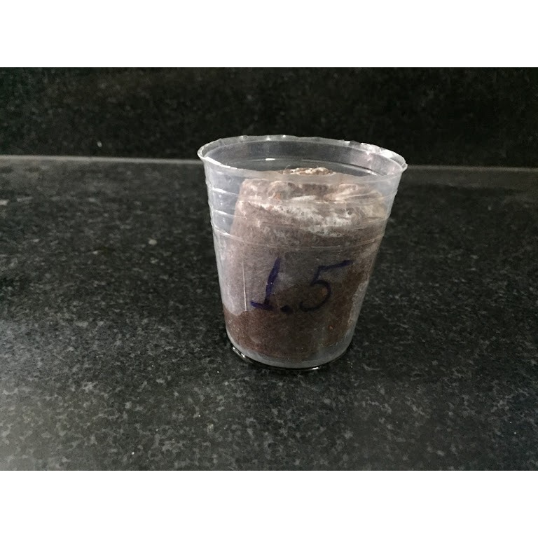 Chậu nhựa dẻo mềm trắng 1.5in  combo 30 chậu=15k
