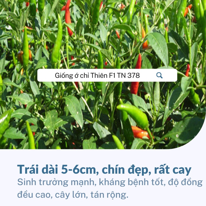 Hạt Giống Ớt Chỉ Thiên F1 Trang Nông 378