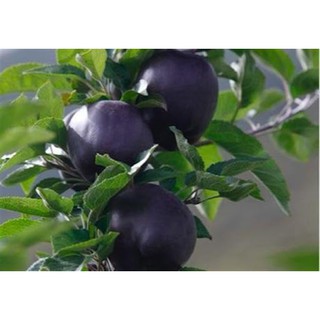 Cây Táo Đen Kim Cương