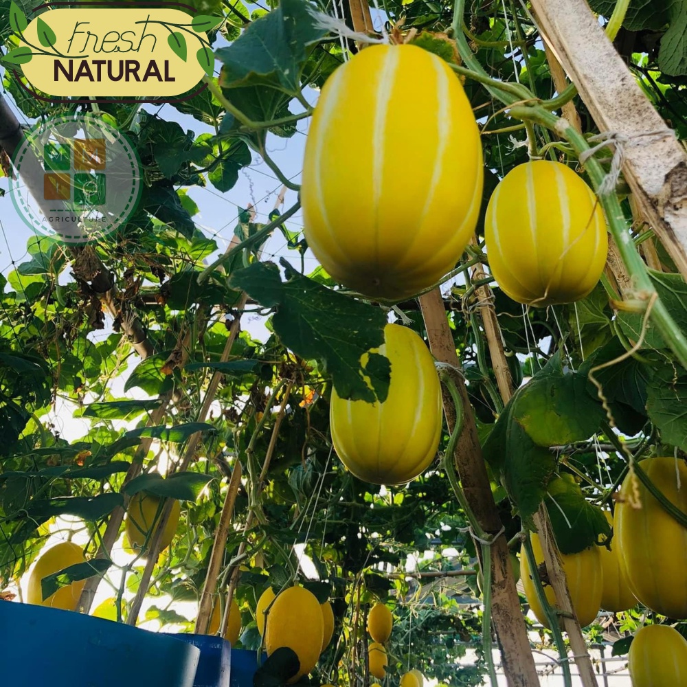 Hạt giống dưa lê Hàn Quốc siêu ngọt F1
