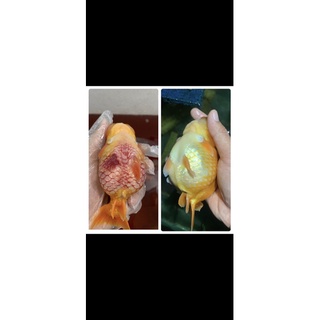 Tím nước KMNO4 (Hãng Merck) Hàng chất lượng cao