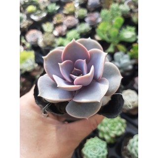SEN ĐÁ HỒNG🌵SIZE6CM🌵 💎 |FREESHIP| 🔥 XUẤT XỨ ĐÀ LẠT, ĐÃ THUẦN KHÍ HẬU, SIÊU KHOẺ ĐẸP 🔥LỖI 1 ĐỔI 1