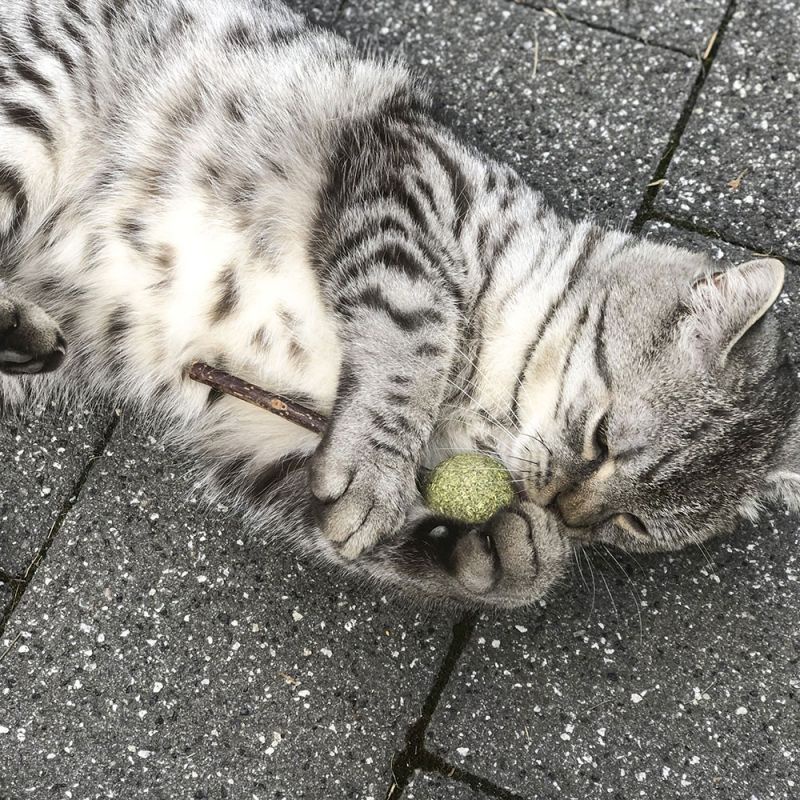 Đồ chơi cỏ mèo catnip kẹo mút nha khoa cho mèo