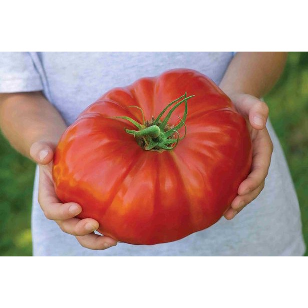 [ Hàng F1 Mỹ ] Hạt giống Cà chua Khổng Lồ Beefsteak Nhập khẩu mỹ - 20 Hạt- Nảy mầm 90% TẶNG THUỐC KÍCH MẦM