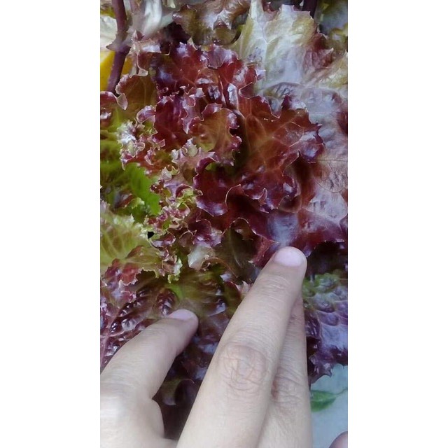 Hạt giống xà lách xoăn tím Thái lan