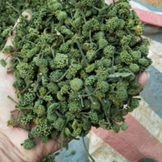 Nụ Hoa Tam Thất 500gr (Nụ Bao Tử)