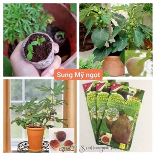 🌰🌰 HẠT GIỐNG SUNG MỸ NGỌT