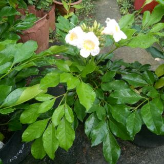 Chậu hoa nguyệt Quế Thái