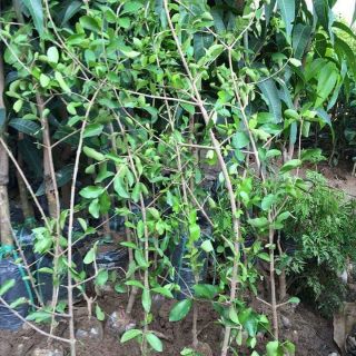 Cây sơ ri thái 1 năm tuổi chuẩn F1 trồng xuống cho quả