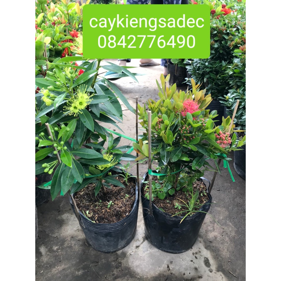 Caykiengsadec-Mai thái vàng+tặng phân bón cho cây-hoa lá cây kiểng-