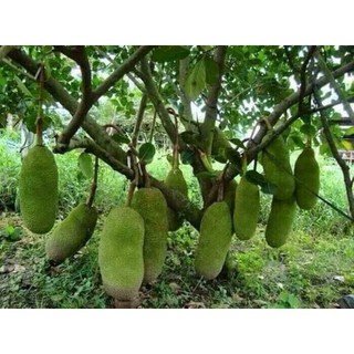 Mít Trái Dài Nhập Khẩu Malaysia - Mít Dài Siêu Năng Suất