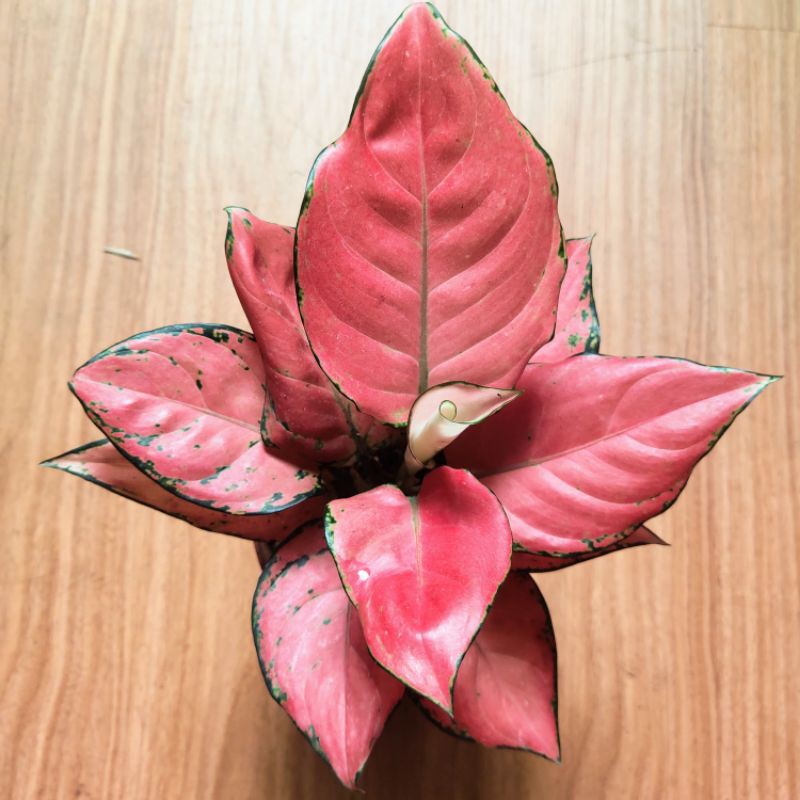 Cây Vạn Lộc Hồng, cây phong thủy để bàn siêu xinh